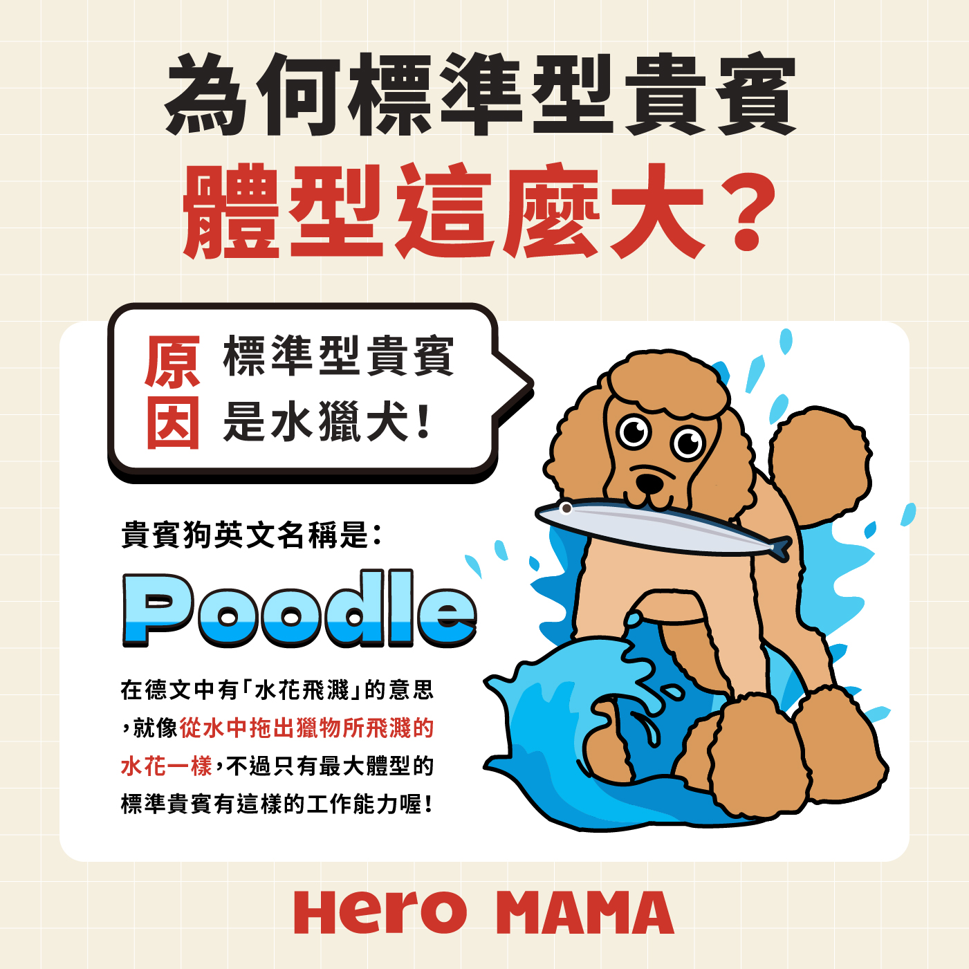 貴婦狗介紹：玩具、迷你、標準點樣分？性格、智商及照顧優缺點- HeroMama (HK)