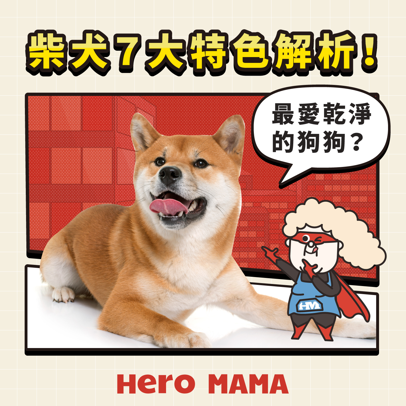 柴犬七大特色解析！最愛清潔的狗狗！ - HeroMama (HK)