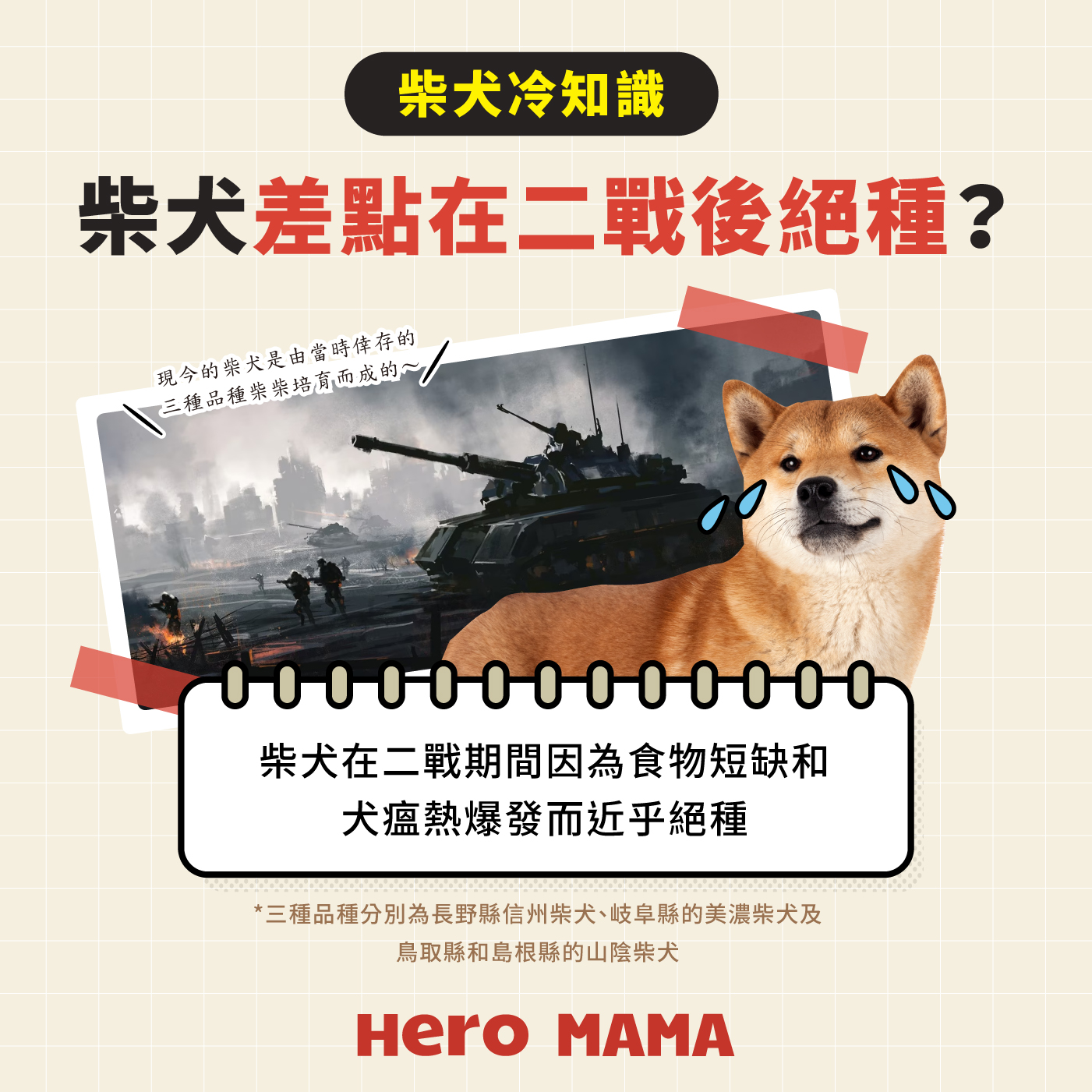 柴犬七大特色解析！最愛清潔的狗狗！ - HeroMama (HK)